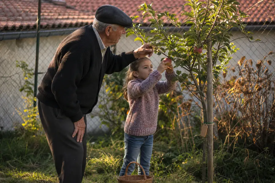 Un homme âgé et une fillette observent les premières petites pommes rouges d’un jeune pommier tuteuré dans un jardin de maison.