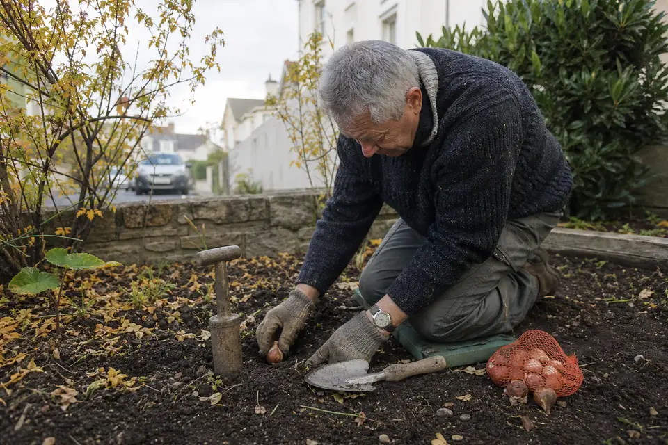 Un homme agenouillé dans un massif enfonce un bulbe de tulipe, pointe vers le haut, dans un trou creusé au plantoir, près d’un filet de bulbes.