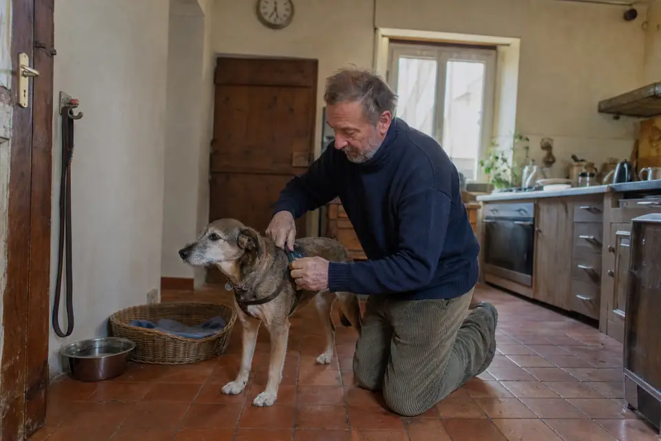 Un homme d’une soixantaine d’années attache le harnais d’un vieux chien croisé au museau gris, dans la cuisine d’une maison, avant la promenade.