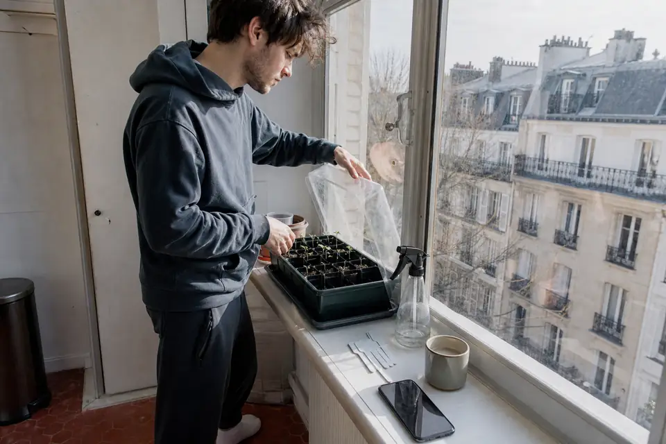 Un jeune homme soulève le couvercle transparent d’une mini-serre posée sur un rebord de fenêtre, où de minuscules plants de tomate sortent du terreau.